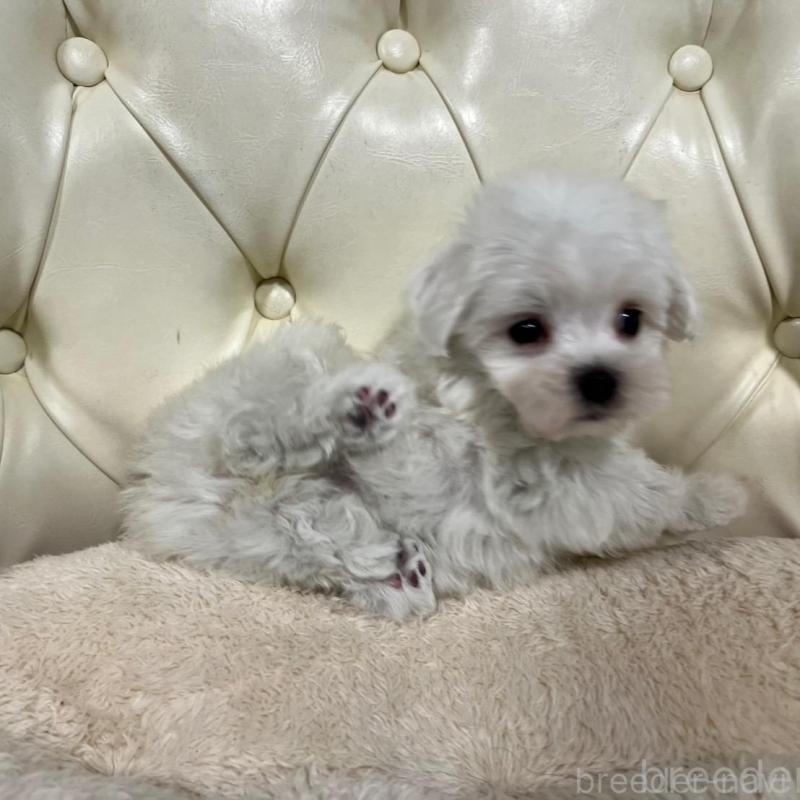 販売中の香川県のマルチーズ-425483の8枚目