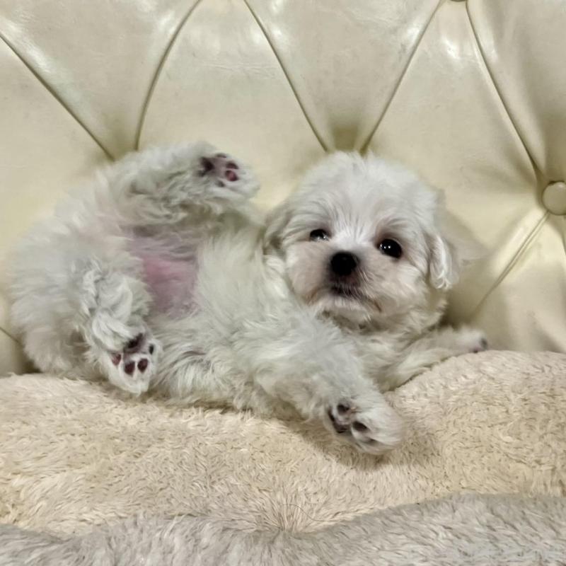 販売中の香川県のマルチーズ-425483の7枚目