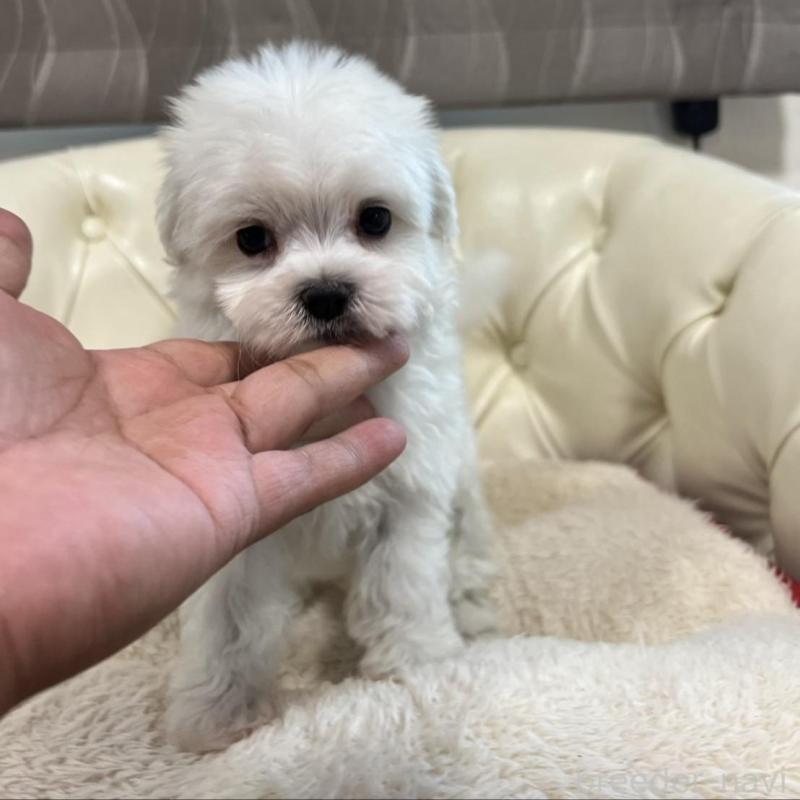 販売中の香川県のマルチーズ-425483の6枚目