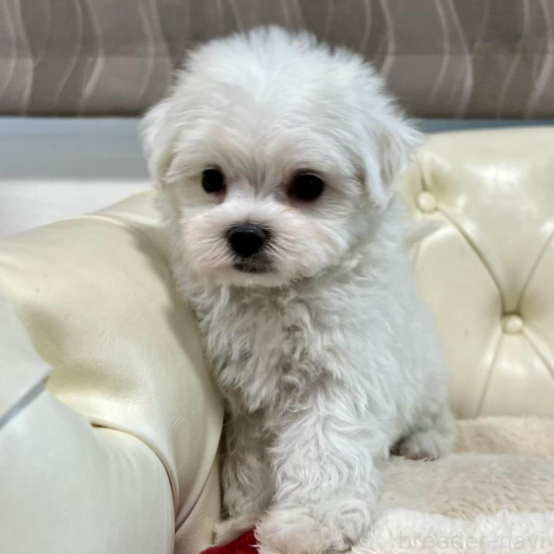 販売中の香川県のマルチーズ-425483の5枚目