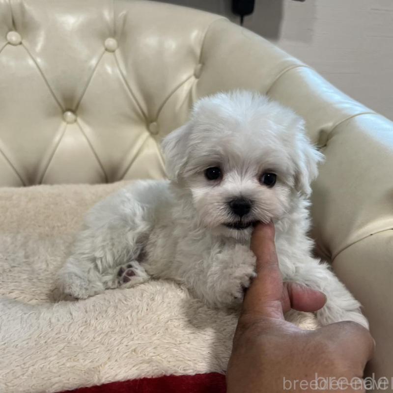 販売中の香川県のマルチーズ-425483の4枚目