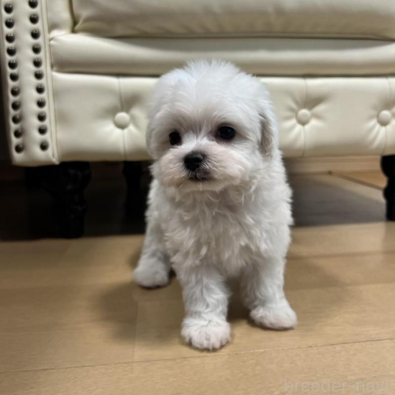 販売中の香川県のマルチーズ-425483の3枚目