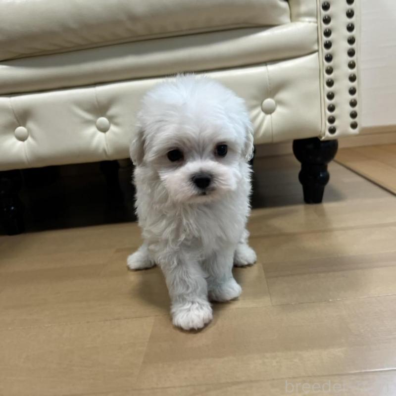 販売中の香川県のマルチーズ-425483の2枚目