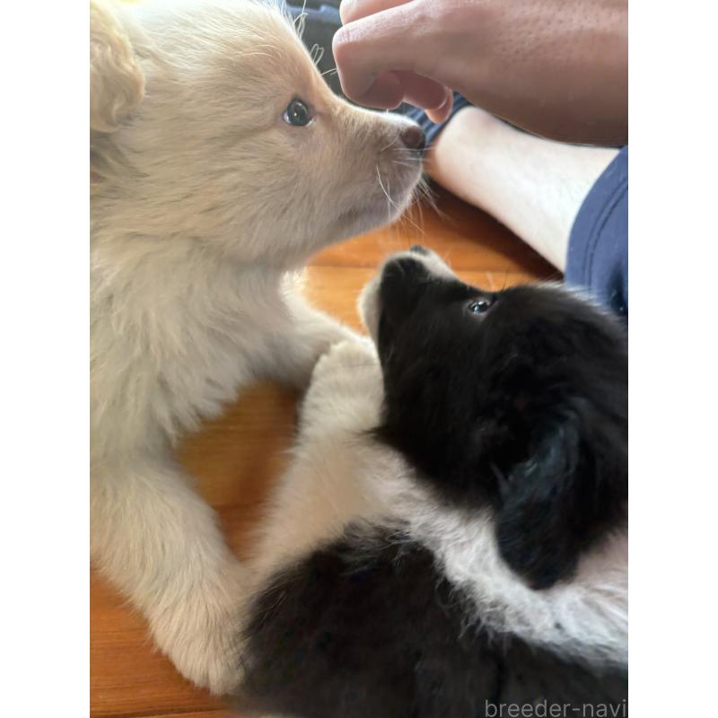 販売中の群馬県のボーダーコリー-425485の4枚目