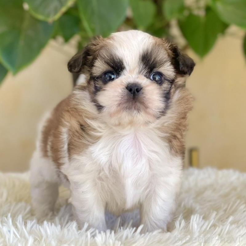 販売中の山梨県のミックス犬-425484の1枚目