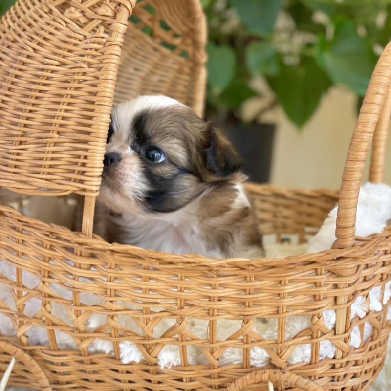 販売中の山梨県のミックス犬-425484の14枚目