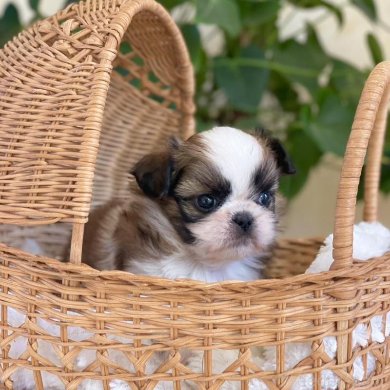 販売中の山梨県のミックス犬-425484の13枚目