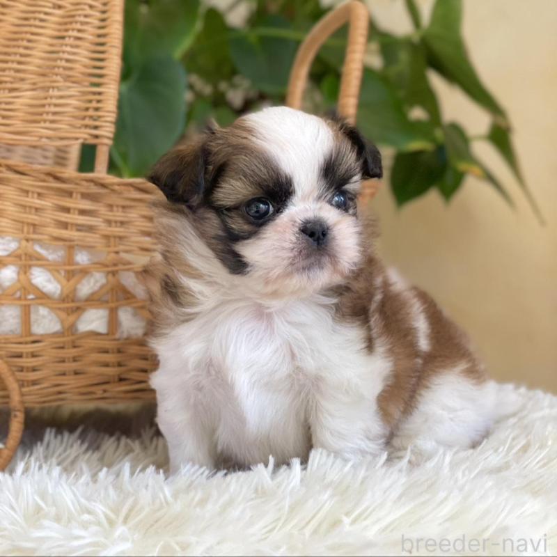 販売中の山梨県のミックス犬-425484の12枚目