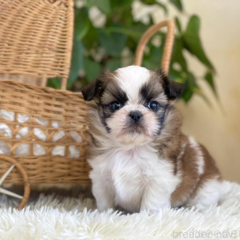 販売中の山梨県のミックス犬-425484の11枚目