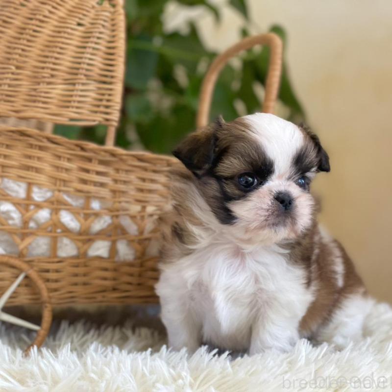 販売中の山梨県のミックス犬-425484の10枚目