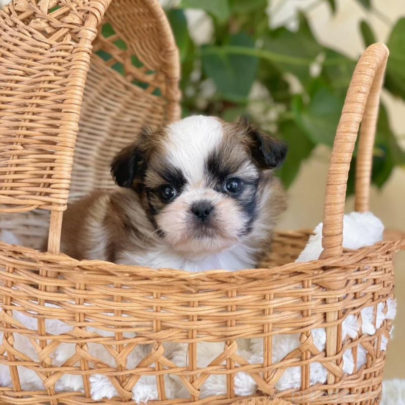 販売中の山梨県のミックス犬-425484の9枚目