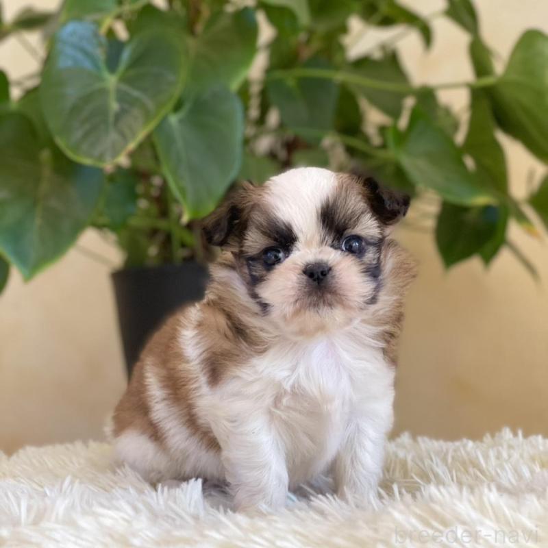 販売中の山梨県のミックス犬-425484の8枚目