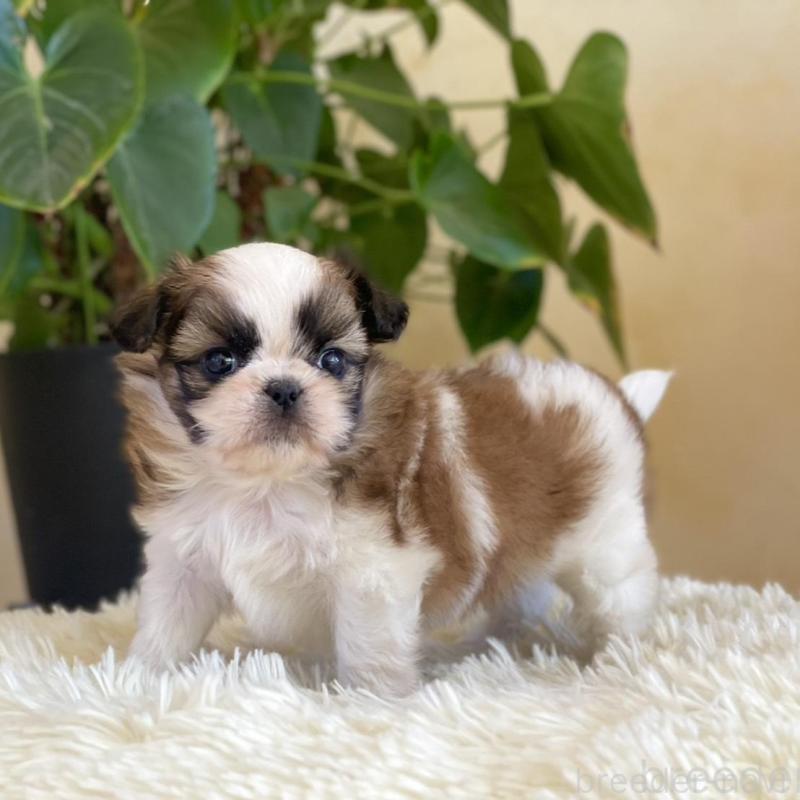 販売中の山梨県のミックス犬-425484の7枚目