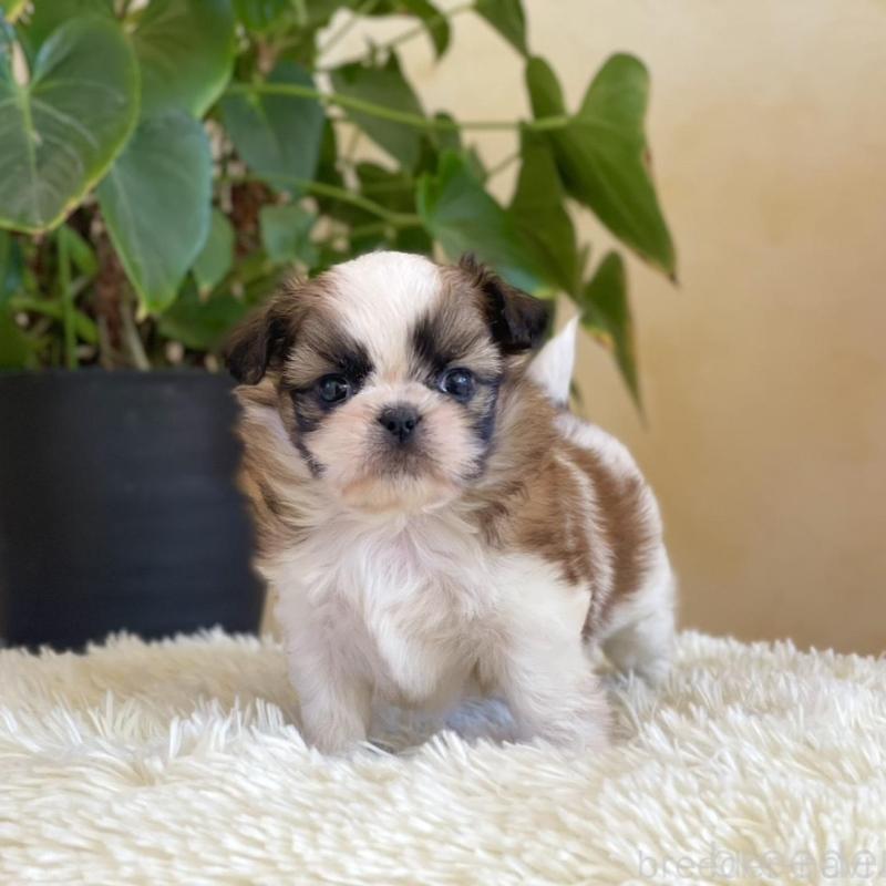 販売中の山梨県のミックス犬-425484の6枚目