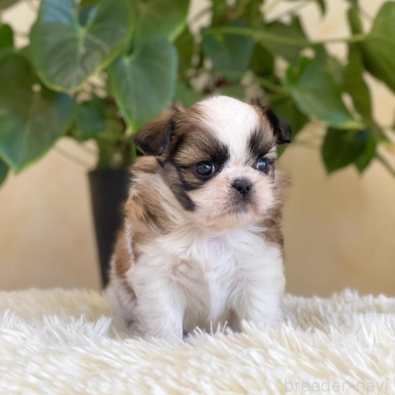 販売中の山梨県のミックス犬-425484の5枚目