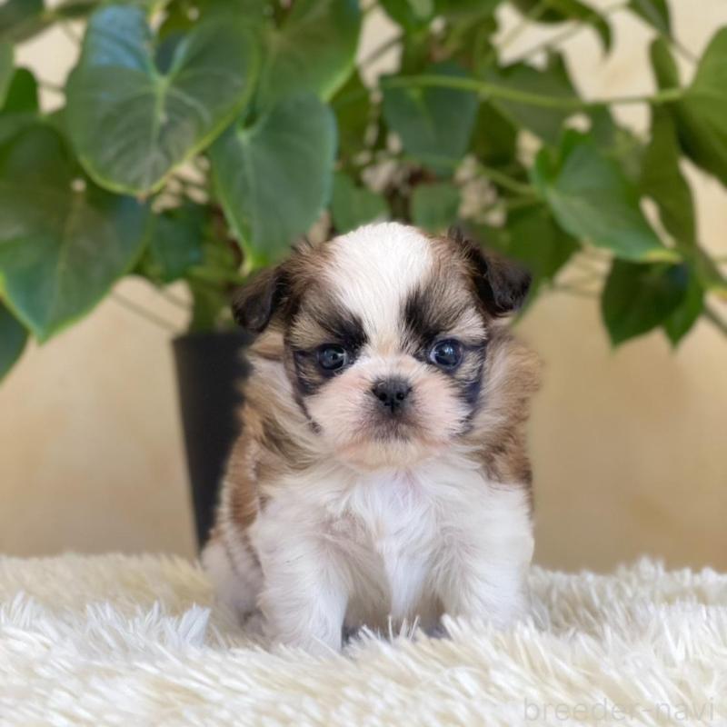 販売中の山梨県のミックス犬-425484の4枚目