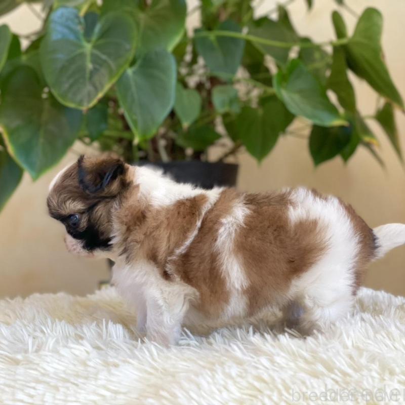 販売中の山梨県のミックス犬-425484の3枚目