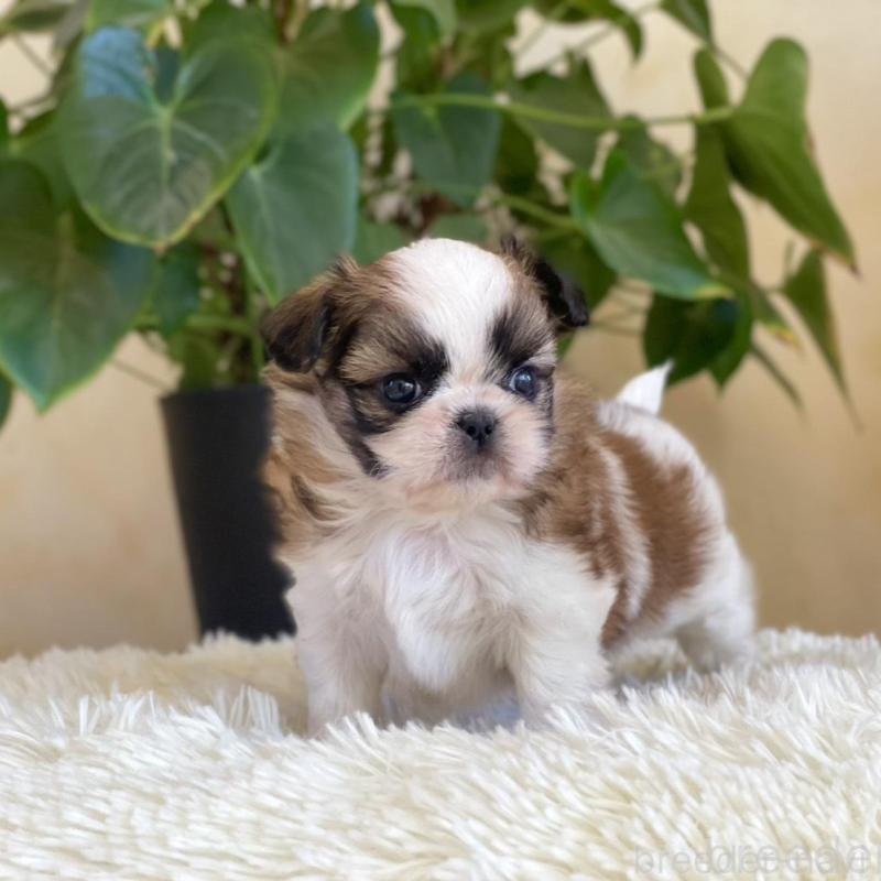 販売中の山梨県のミックス犬-425484の2枚目