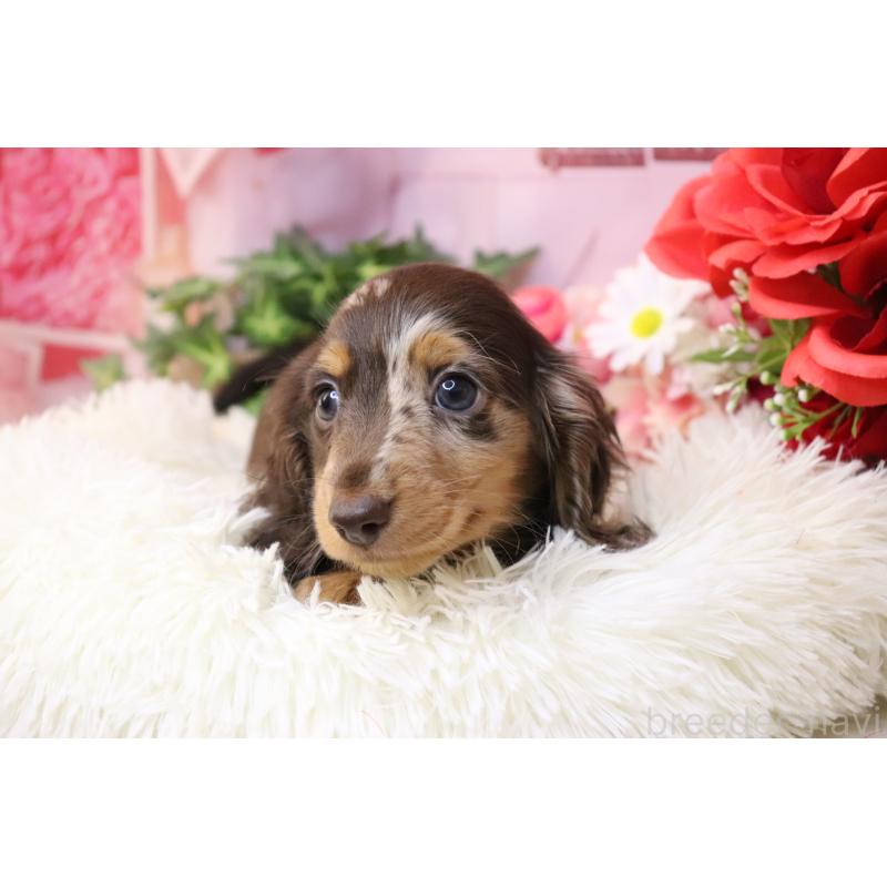 販売中の香川県のミニチュアダックスフンド(ロングヘアード)-420652の9枚目