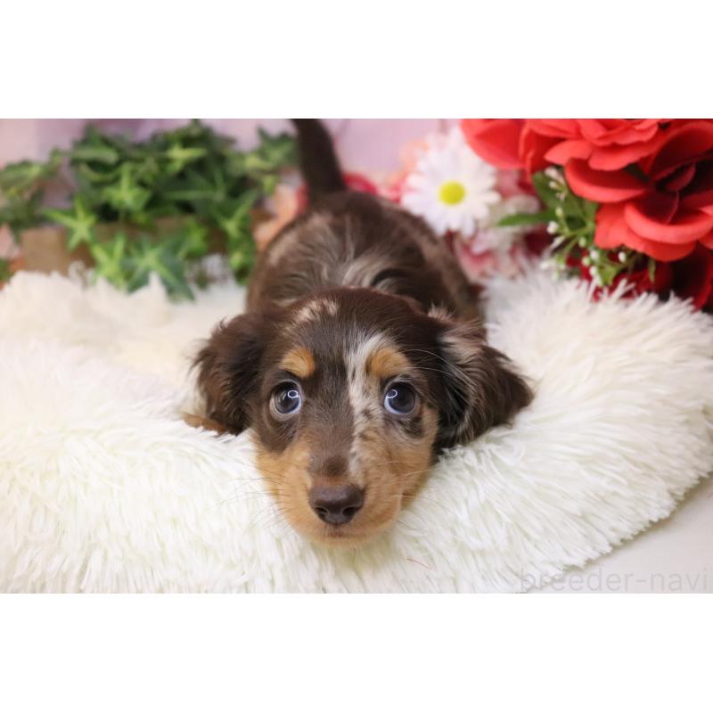 販売中の香川県のミニチュアダックスフンド(ロングヘアード)-420652の8枚目