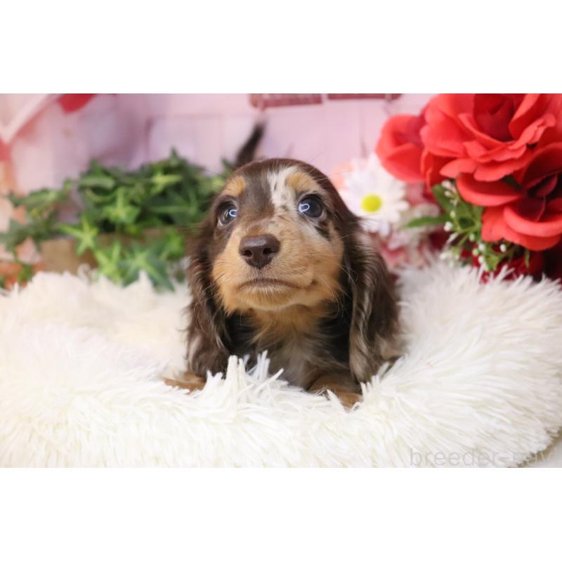 販売中の香川県のミニチュアダックスフンド(ロングヘアード)-420652の7枚目