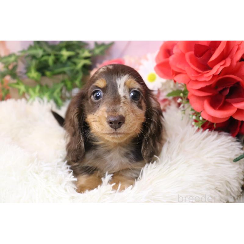 販売中の香川県のミニチュアダックスフンド(ロングヘアード)-420652の6枚目