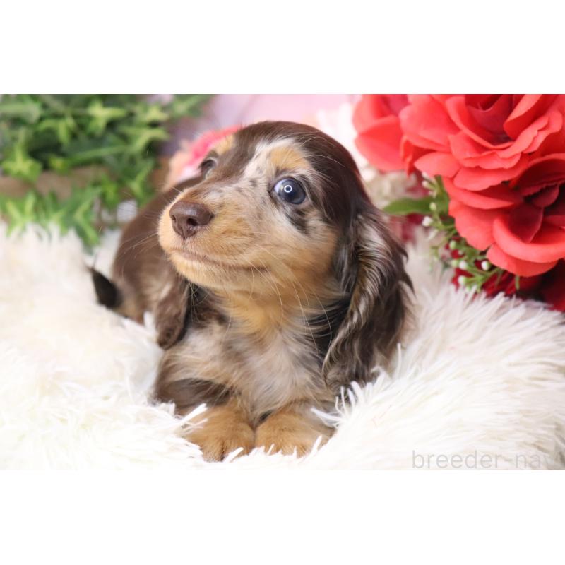 販売中の香川県のミニチュアダックスフンド(ロングヘアード)-420652の5枚目