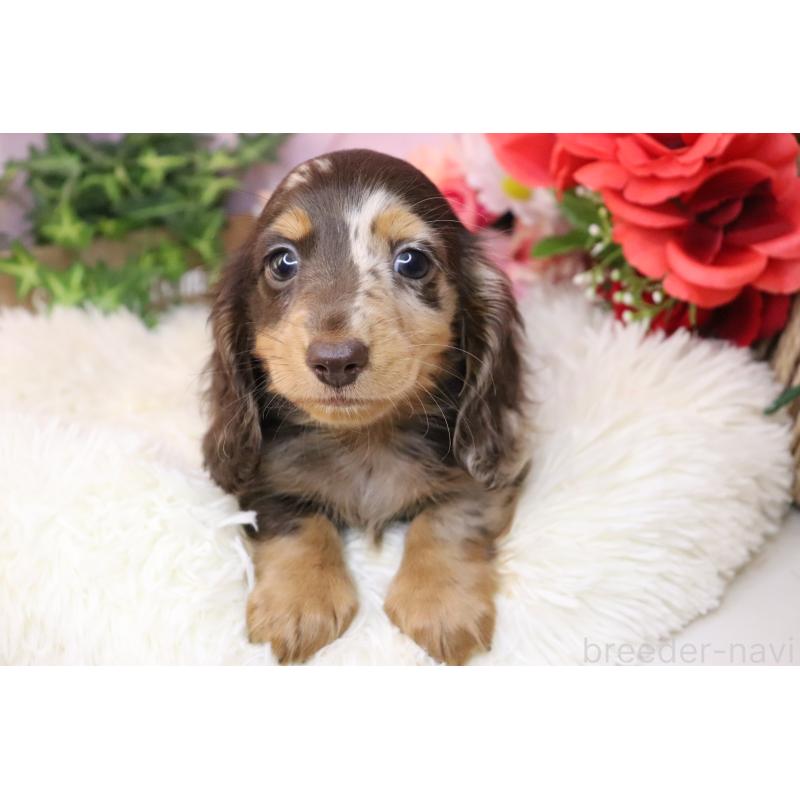 販売中の香川県のミニチュアダックスフンド(ロングヘアード)-420652の2枚目