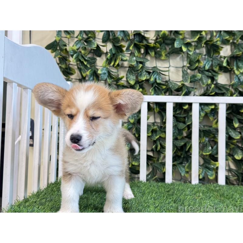 販売中の茨城県のウェルシュコーギーペンブローク-417419の4枚目