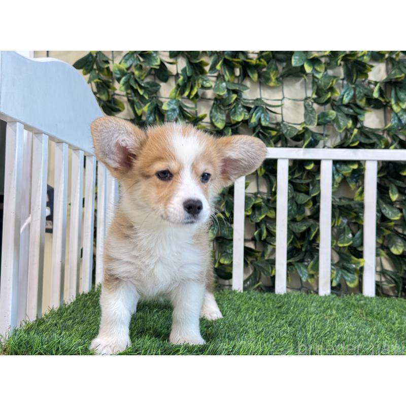 販売中の茨城県のウェルシュコーギーペンブローク-417419の3枚目