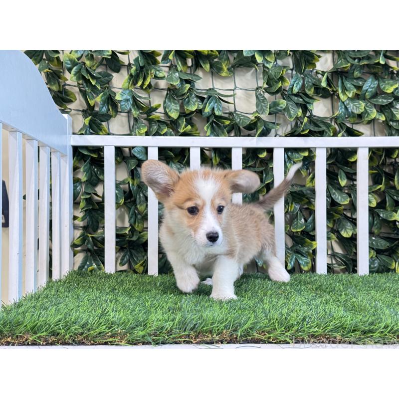 販売中の茨城県のウェルシュコーギーペンブローク-417419の2枚目