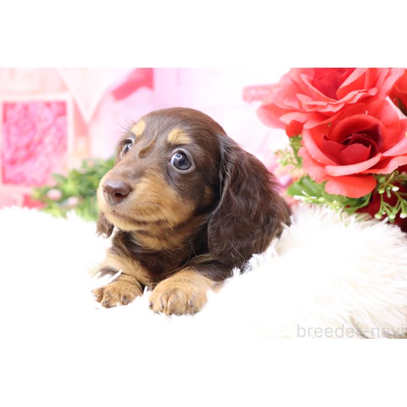 販売中の香川県のミニチュアダックスフンド(ロングヘアード)-420653の9枚目