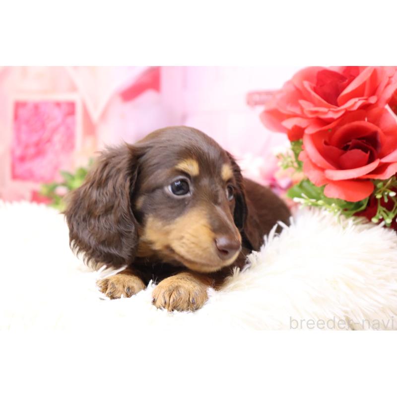 販売中の香川県のミニチュアダックスフンド(ロングヘアード)-420653の8枚目