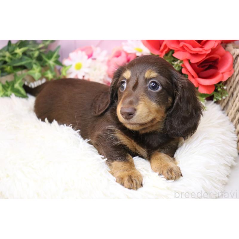 販売中の香川県のミニチュアダックスフンド(ロングヘアード)-420653の7枚目