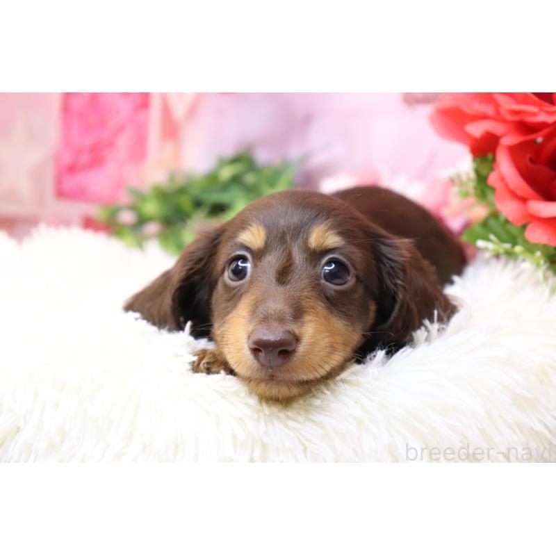 販売中の香川県のミニチュアダックスフンド(ロングヘアード)-420653の6枚目