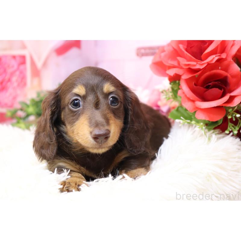 販売中の香川県のミニチュアダックスフンド(ロングヘアード)-420653の5枚目