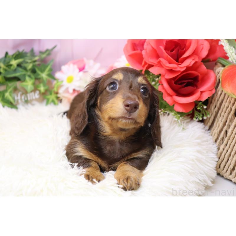 販売中の香川県のミニチュアダックスフンド(ロングヘアード)-420653の4枚目