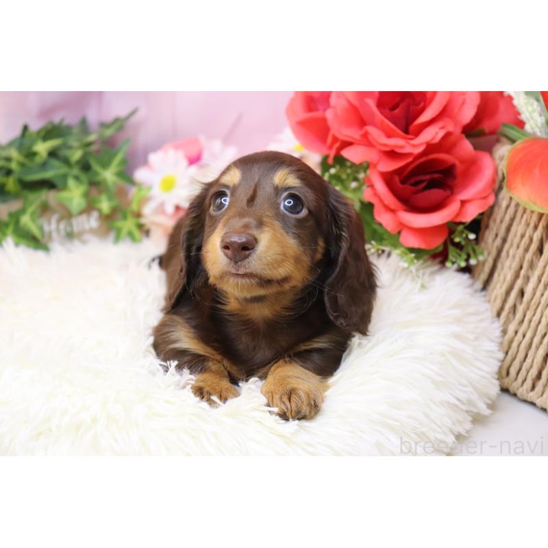 販売中の香川県のミニチュアダックスフンド(ロングヘアード)-420653の3枚目