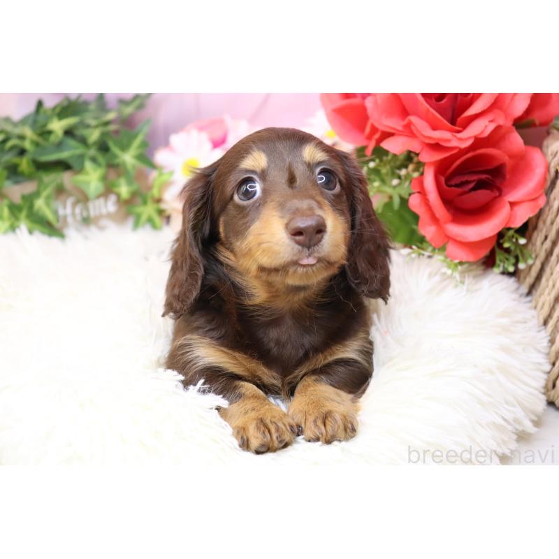 販売中の香川県のミニチュアダックスフンド(ロングヘアード)-420653の2枚目