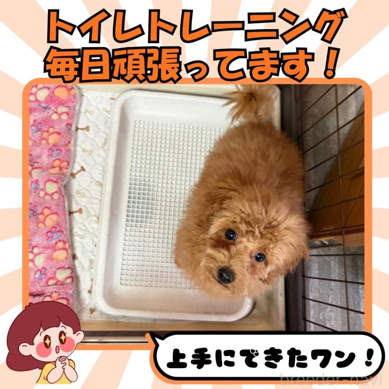 販売中の静岡県のトイプードル-409753の5枚目