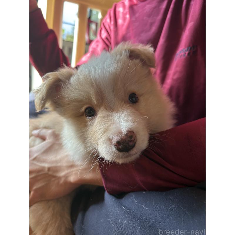 販売中の群馬県のボーダーコリー-425487の5枚目