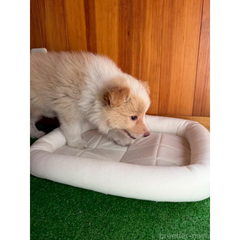 販売中の群馬県のボーダーコリー-425487の4枚目