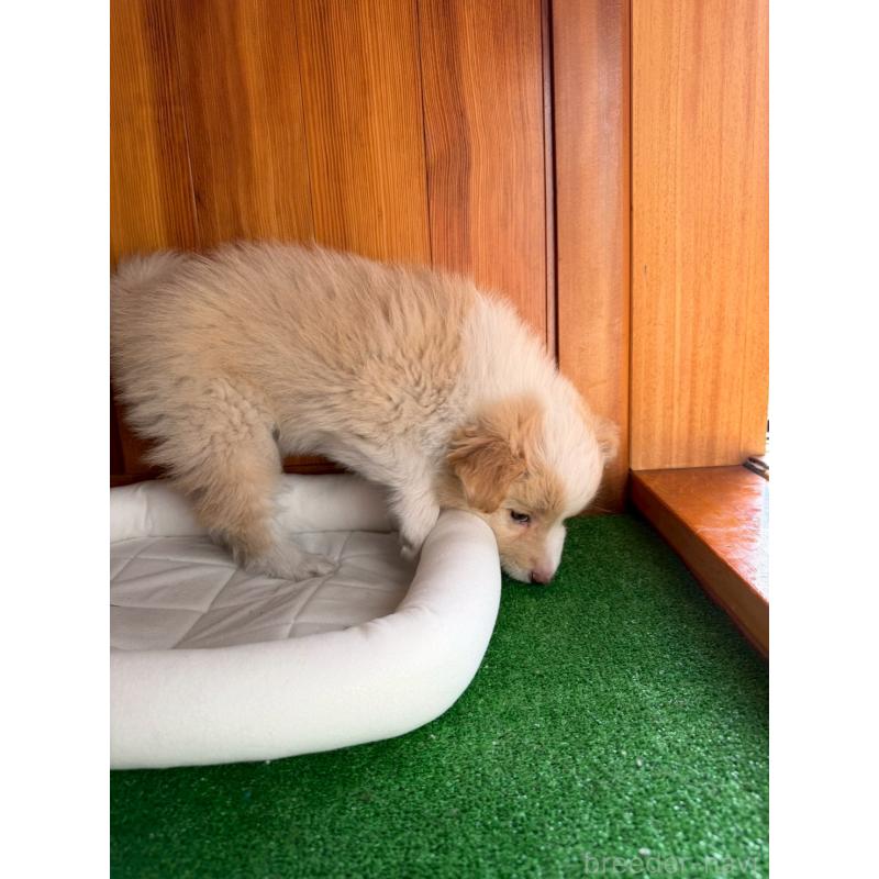 販売中の群馬県のボーダーコリー-425487の3枚目