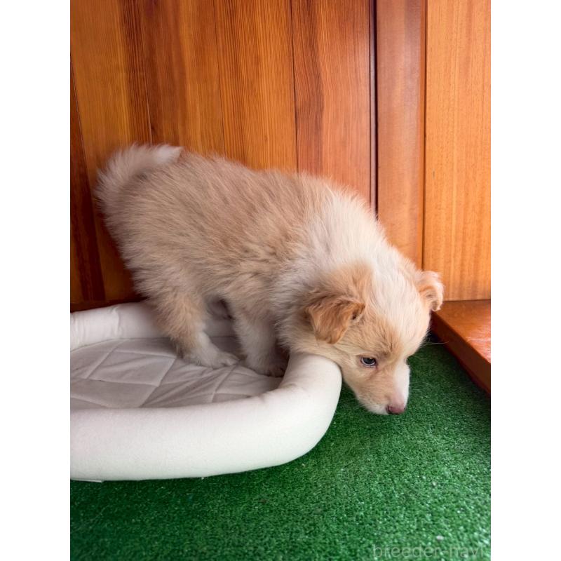 販売中の群馬県のボーダーコリー-425487の2枚目