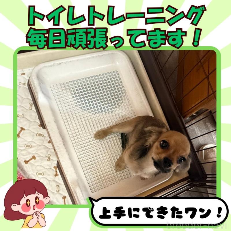 成約済の静岡県のチワックス:チワワ×ミニチュアダックスフンド-420482の5枚目