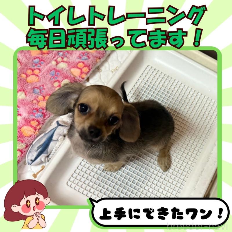 成約済の静岡県のチワックス:チワワ×ミニチュアダックスフンド-420479の4枚目