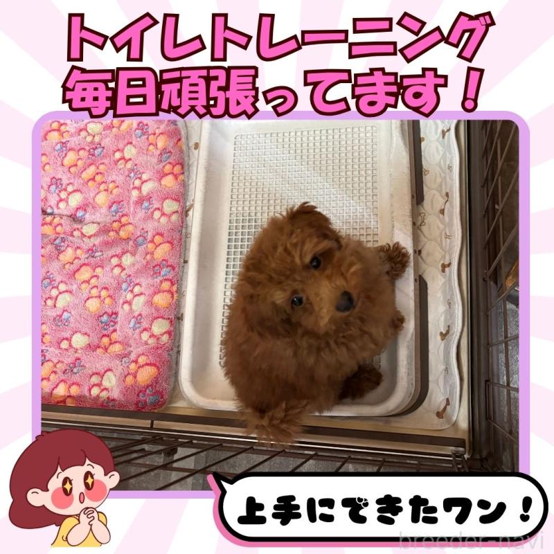 販売中の静岡県のトイプードル-416736の3枚目