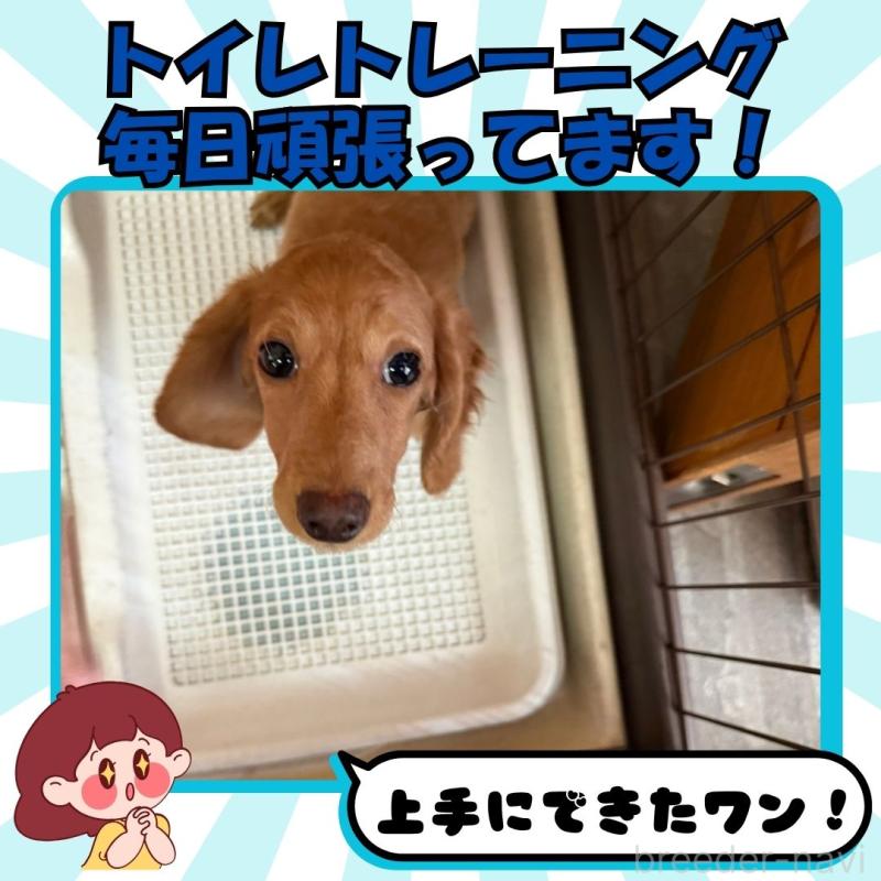 成約済の静岡県のミニチュアダックスフンド(ロングヘアード)-423129の5枚目