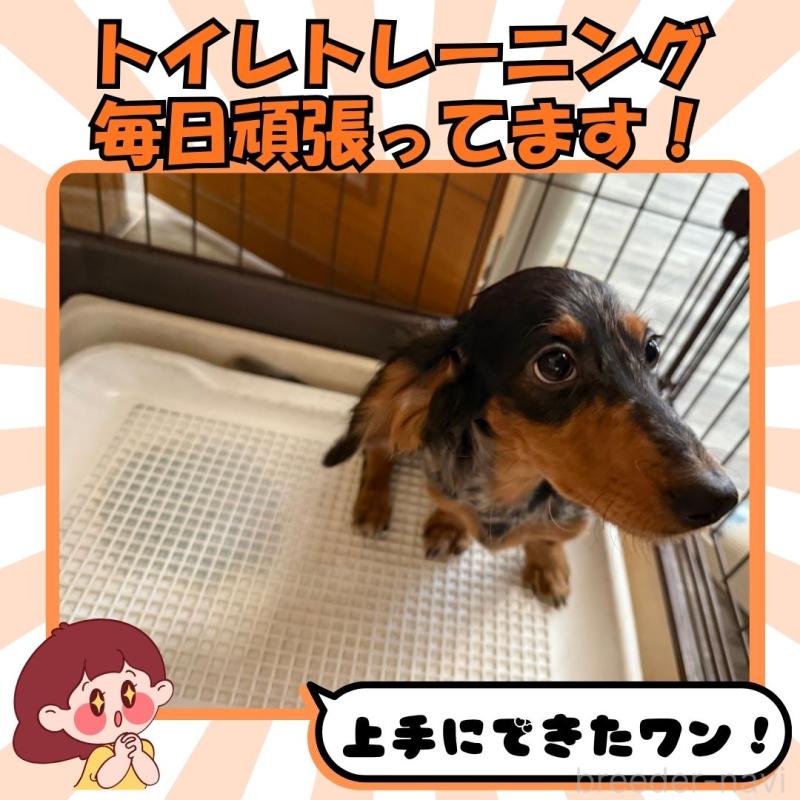 販売中の静岡県のミニチュアダックスフンド(ロングヘアード)-423131の5枚目