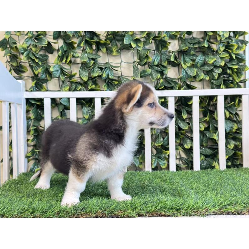 販売中の茨城県のウェルシュコーギーペンブローク-417421の5枚目